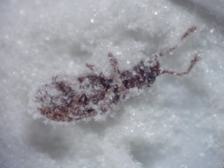 Book louse in powder