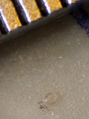 Dust mite first instar