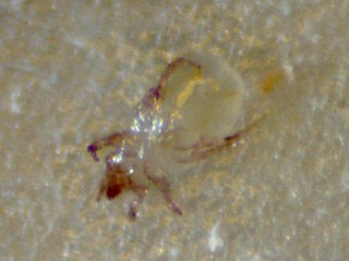 Dust mite
