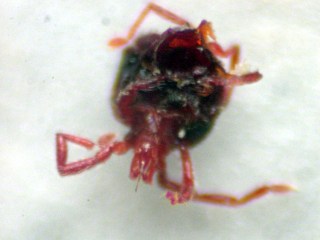 Red insect with stylet