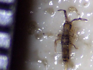 Carpet beetle larva with 0.5 mm scale