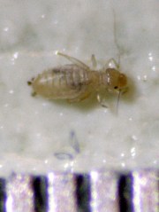 Book louse with 0.5 mm scale
