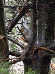 dsc00267 - Rain-soaked squirrel Rain-soaked squirrel