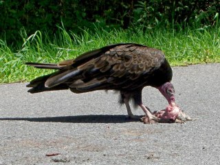 cimg3745 - Vulture dismantling squirrel Vulture dismantling squirrel