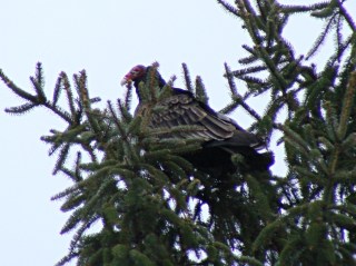 Turkey Vulture in pine tree
