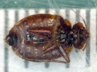 cimg5928 - Bedbug - 4 mm - ventral Bedbug - 4 mm - ventral