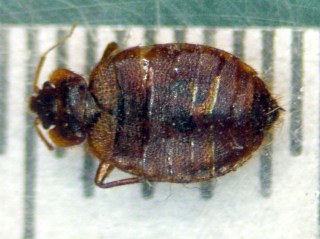 Bedbug - 4 mm - dorsal