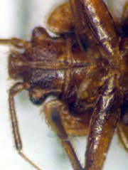 Bedbug - 6 mm - mouthparts