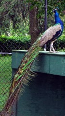 cimg6028 - Peacock - stowed view Peacock - stowed view