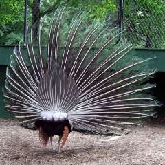 Peacock - stern view