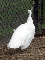 cimg6027 - Leucistic Peahen Leucistic Peahen