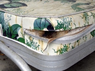 Source of the wool ball