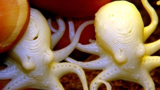 Octopodes - SD Card variations
