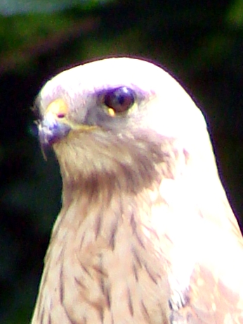 Coopers Hawk - eye detail