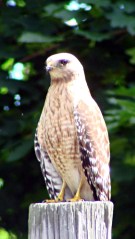 Coopers Hawk on pole