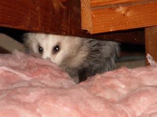Opossum in attic soffit