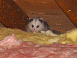 Opossum in attic