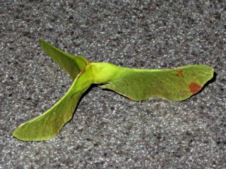 Tri-wing maple seed