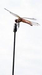 Dragonfly on antenna