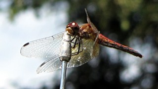 Dragonfly on antenna - detail