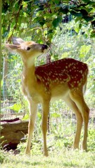 Fawn eating kiwi leaves