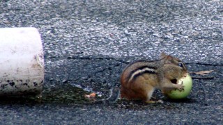 Chipmunk with apple