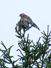 Coopers Hawk drying in pine tree