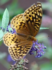 Fritillary butterfly - dorsal
