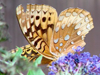 Fritillary butterfly - ventral