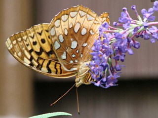 Fritillary Butterfly 2 - ventral