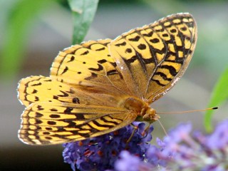 Fritillary Butterfly 2 - dorsal