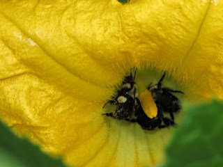 Squash bees in flower