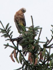 Coopers Hawks in pine tree