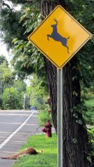 Dead fawn at Deer Crossing sign