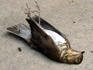 dsc06902 - Dead Swainsons Thrush - ventral Dead Swainsons Thrush - ventral