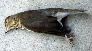 Dead Swainsons Thrush - left side