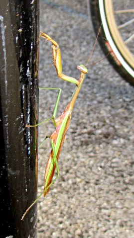img_0542 - Praying Mantis on bike rack Praying Mantis on bike rack