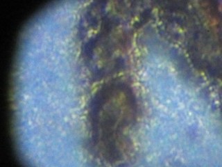 img_0806 - Microscope adapter - maximum magnification Microscope adapter - maximum magnification