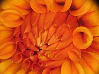 img_0818 - Dahlia through macro adapter Dahlia through macro adapter