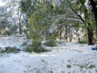 img_0826 - Branches in back yard Branches in back yard