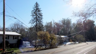 img_0830 - Branches on wires Branches on wires