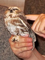 Saw-whet owl - calmed