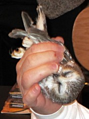 Saw-whet owl vs researcher