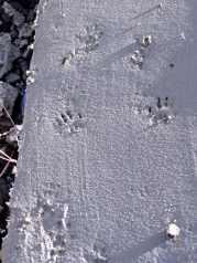 Chipmunk tracks in concrete