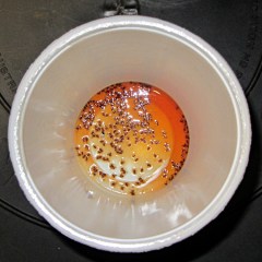 img_0905 - Fruit fly trap - results Fruit fly trap - results