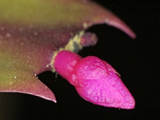 Christmas Cactus flower bud