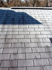 Shingle fungus - below Cu wire