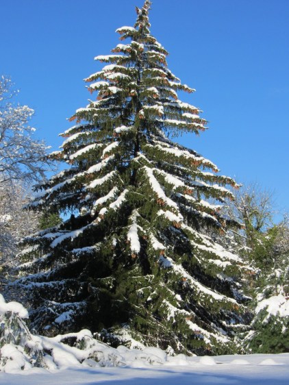 Snow-covered pine tree