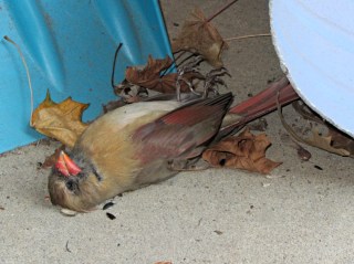Female cardinal - window strike
