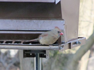 img_1124 - Female cardinal with one leg Female cardinal with one leg